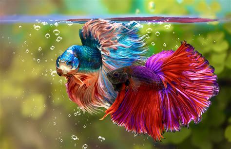 where are betta fish found|Siamese fighting fish .